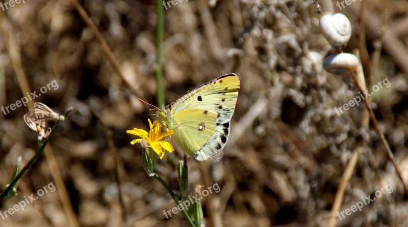 Butterfly Yellow Flower Nature Insecta