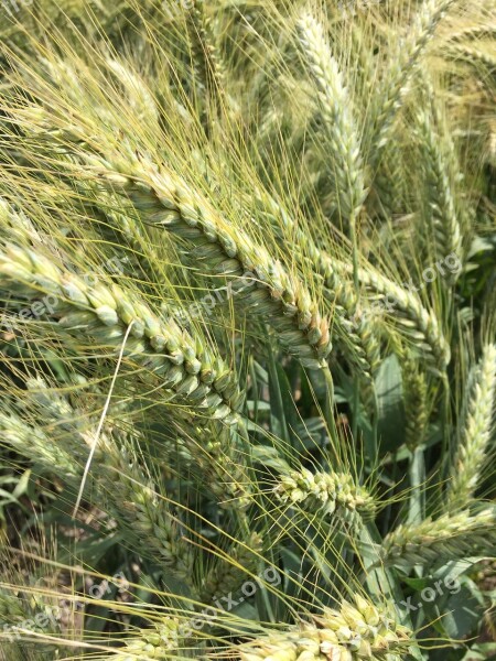 Wheat Durum Wheat Field Cereal Free Photos