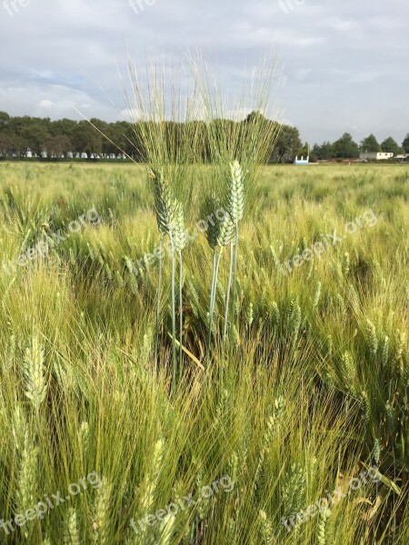 Wheat Durum Wheat Field Cereal Free Photos