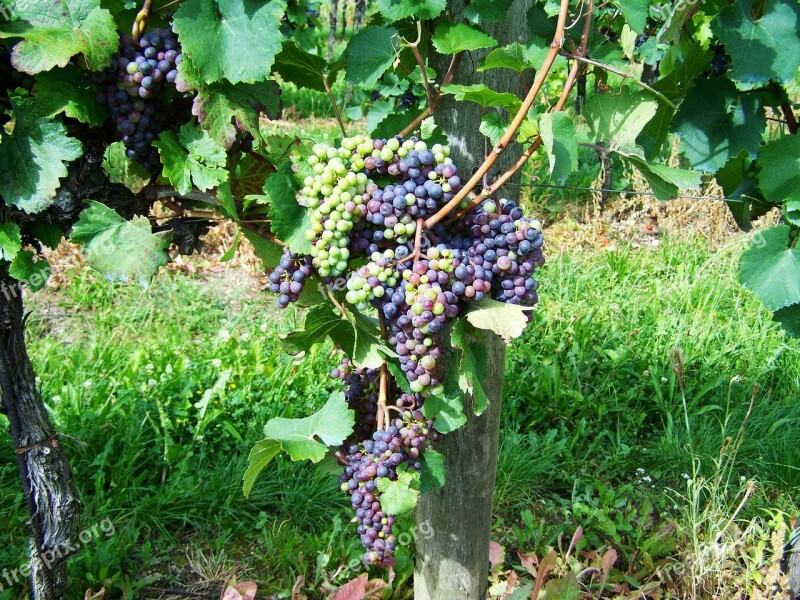 Grape Fruit Cluster Crop Free Photos