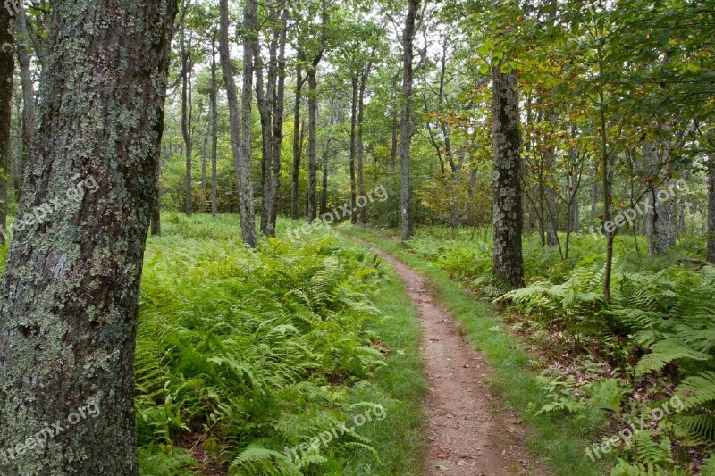 Forest Path Stoneyman Trail Shenandoah National Park Virginia