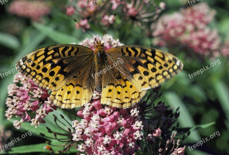 Great Spangled Fritillary Butterfly Plant Flower Insect