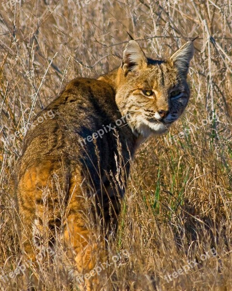 Lynx Bobcat Wildlife Predator Nature