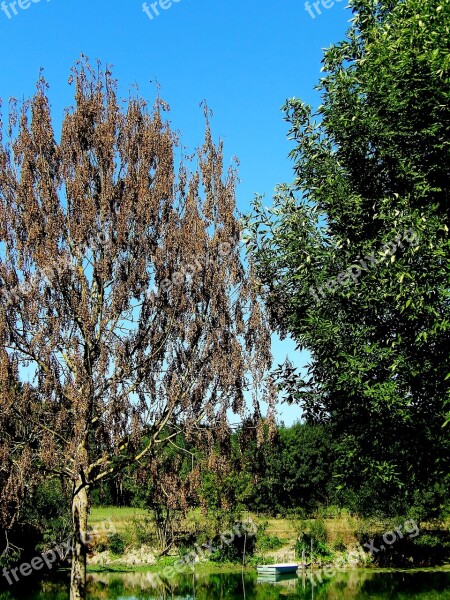 Tree The Dormouse Water's Edge Nature Landscape