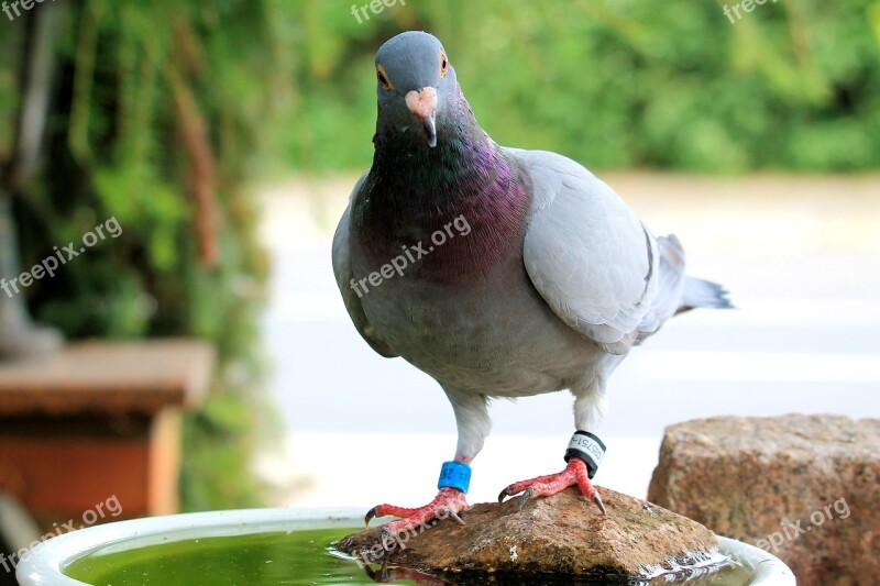 Dove Bird Animal Feather Bird Bath