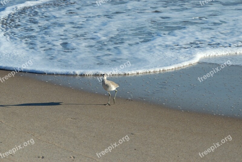 Sandpiper Bird Bird Sandpiper Avian Wading Bird