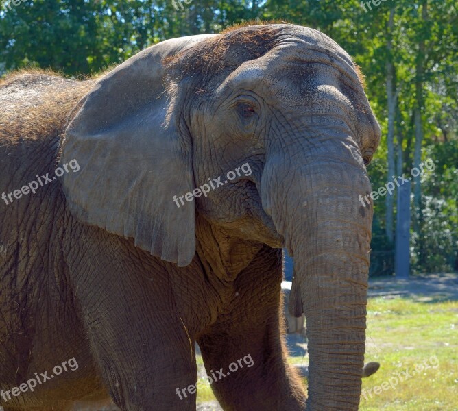 Elephant Large Animal Mammal Africa