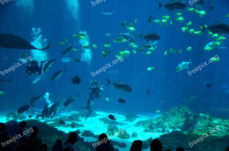 Salt Water Aquarium Diver Scuba Diver Indoor Aquarium