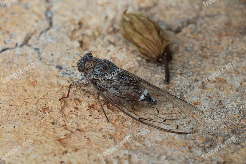 Cicada Insect Greece Grille Free Photos