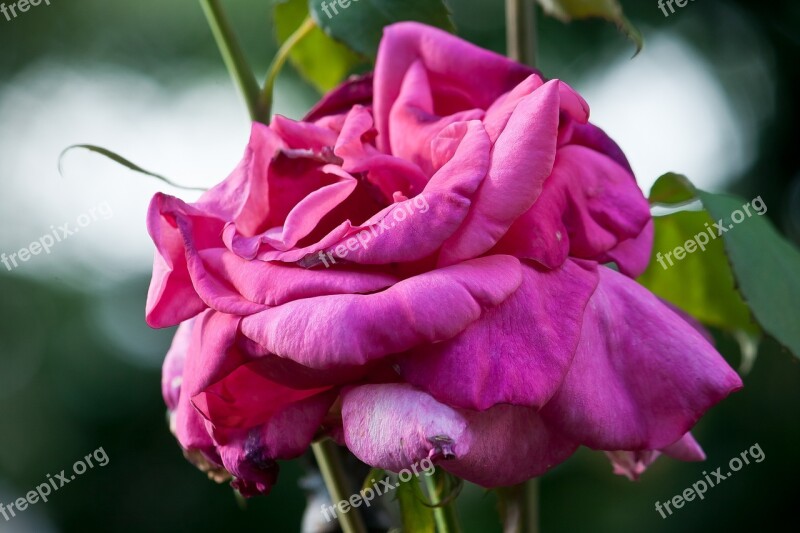 Nature Flower Red Rose Free Photos