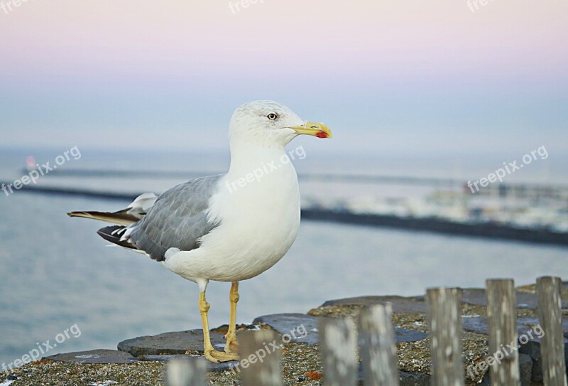 Seagull Bird Sea Sea Bird Sky