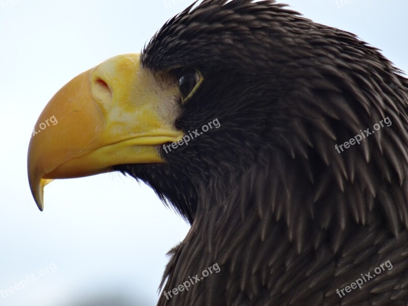 Eagle Bird Of Prey Bird Animal Helmsley