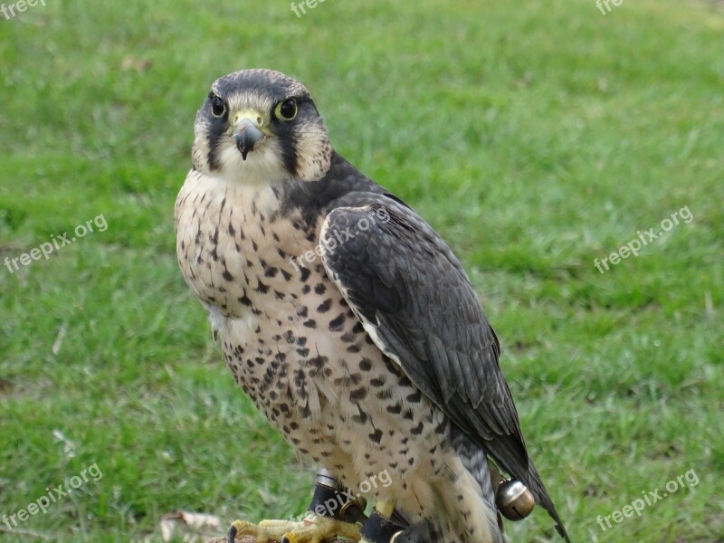 Falcon Bird Of Prey Bird Helmsley Free Photos