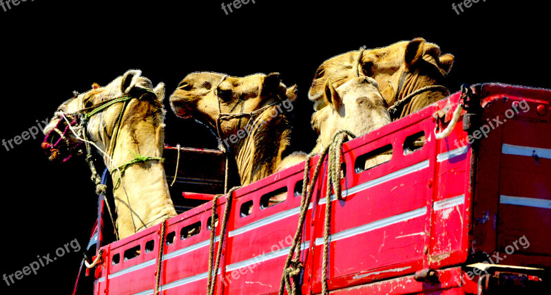 Camels Truck Heads Red Transport