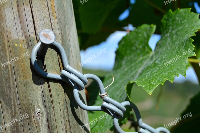 Fixing Rebstock Grapes Close Up Vine