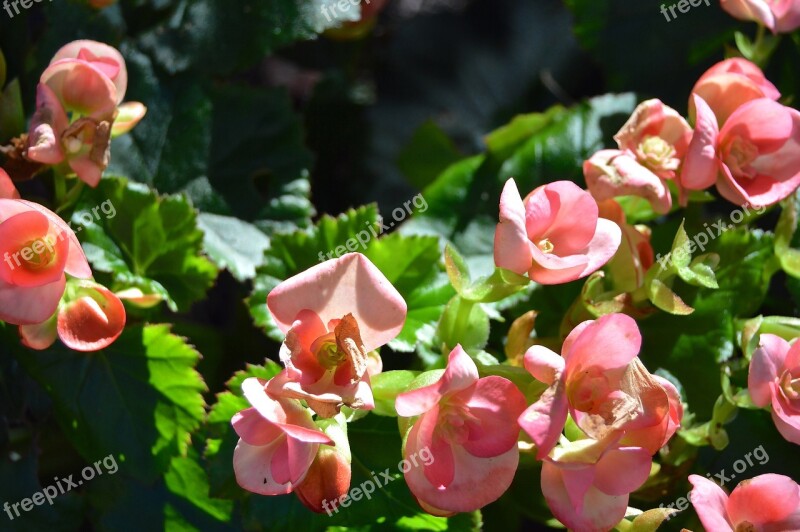 Flowers Flower Bed Garden Bright Blütenmeer