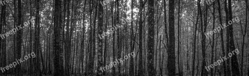 Forest Hornbeam Tree A Lot Black And White