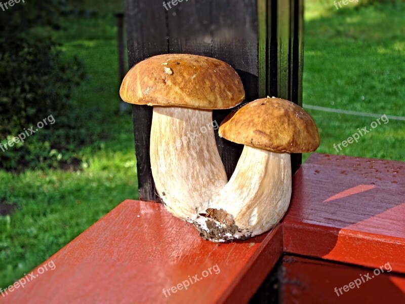 Porcini Mushrooms Mushrooms Plant Autumn Free Photos