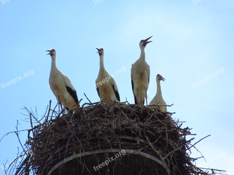 Stork Nest Bird Alsace Free Photos