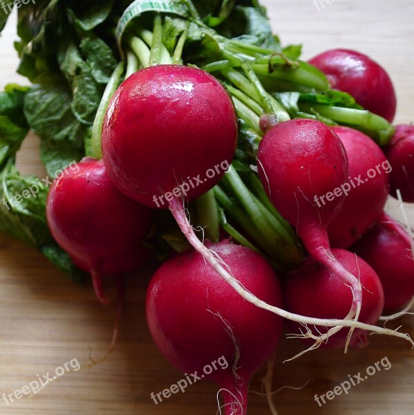 Radish Radishes Vegetable Food Garden