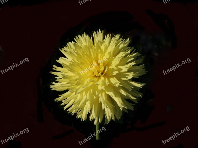 Dahlia Hissy Fitz Yellow Cactus Form Lacerated Petals