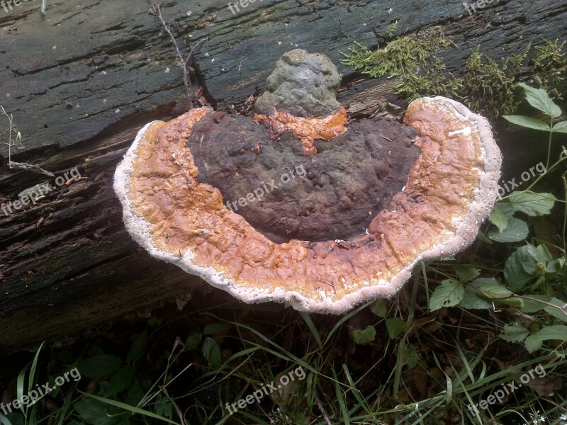 Mushroom Tree Fungus Mushrooms On Tree Nature Forest