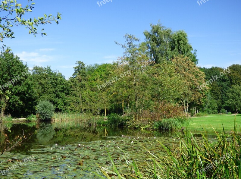 Water Lilies Pond Water Aquatic Plant Nature