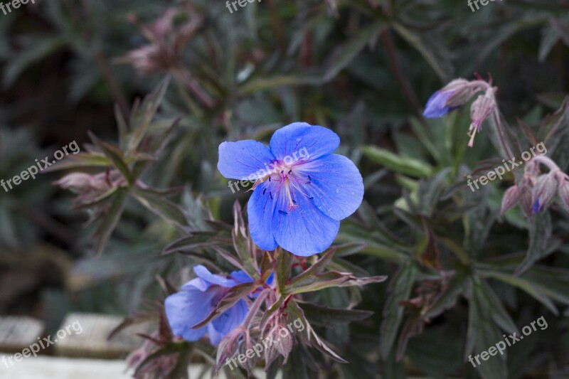 Flowers Cornwall Uk England Wildflower