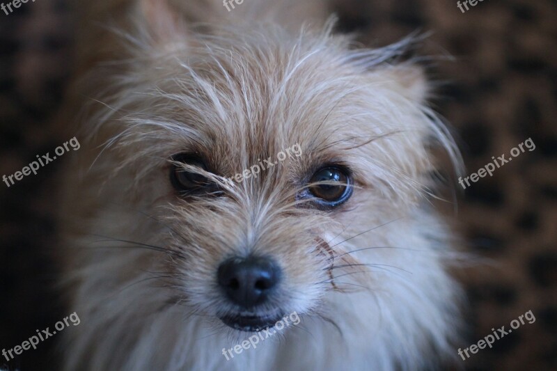 Terrier Toto Wizard Of Oz Cairn Terrier House Dog