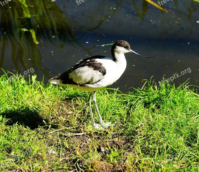 Bird Stilt Bird Long Legs Black And White Bill