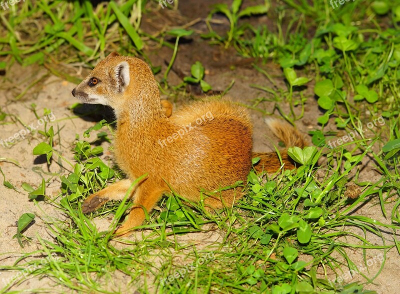 Mammal Mongoose Animal Active Watch