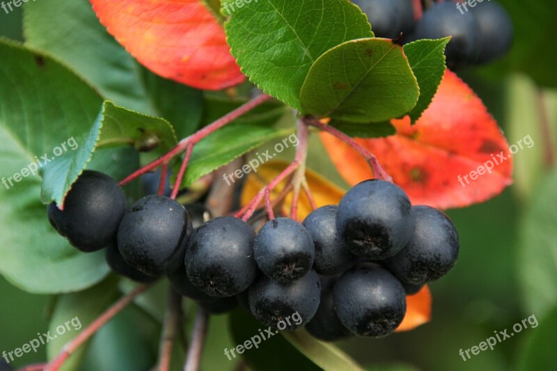 Aronia Bush Plants Fruit Shrub Closeup