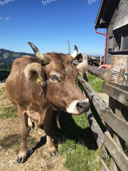 Cow Alpkuh Switzerland Milk Cow Cattle