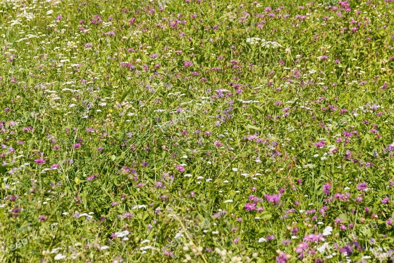 Meadow Flowers Summer Flower Meadow Wild Flowers