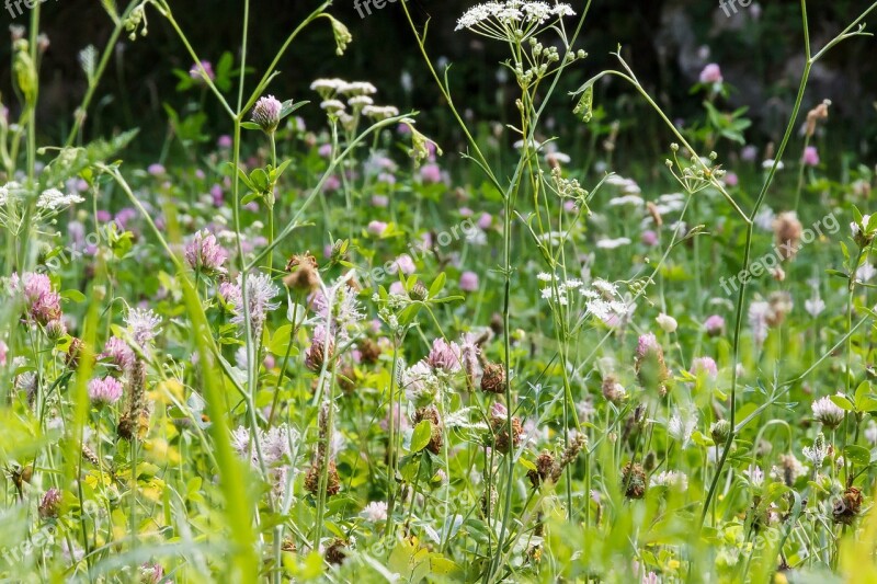 Meadow Flowers Summer Flower Meadow Wild Flowers