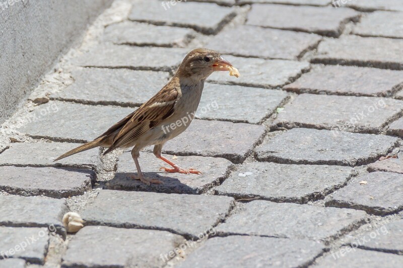 Bird Sparrow Foraging Sperling Birds