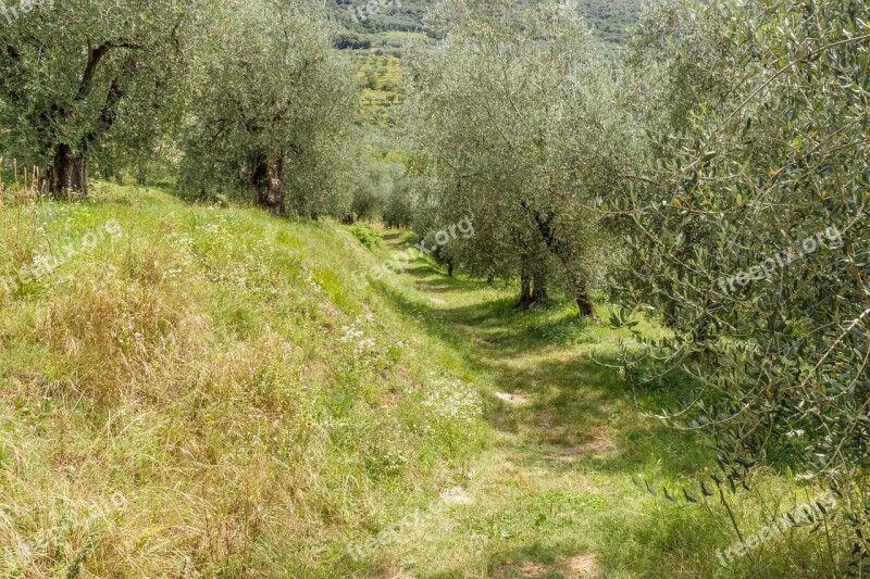 Olive Grove Olives Trees Olive Trees Olive Tree