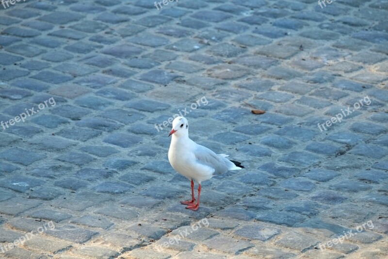 Gull Water Bird Bird Flying Animal