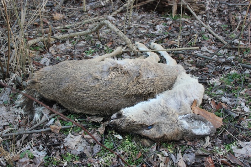 Deer Dead Lifeless Nature Sorrow