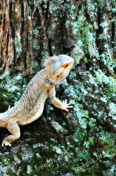 Lizard Bearded Dragon Reptile Animal Free Photos