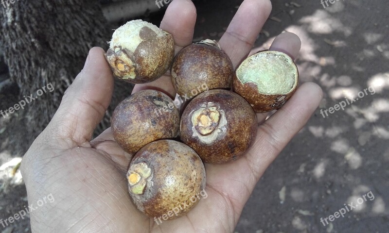 Macauba Wild Fruit Brazilian Fruit Brazil Cerrado