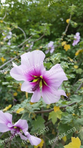 Flowers Pink Garden Pink Flowers Petal