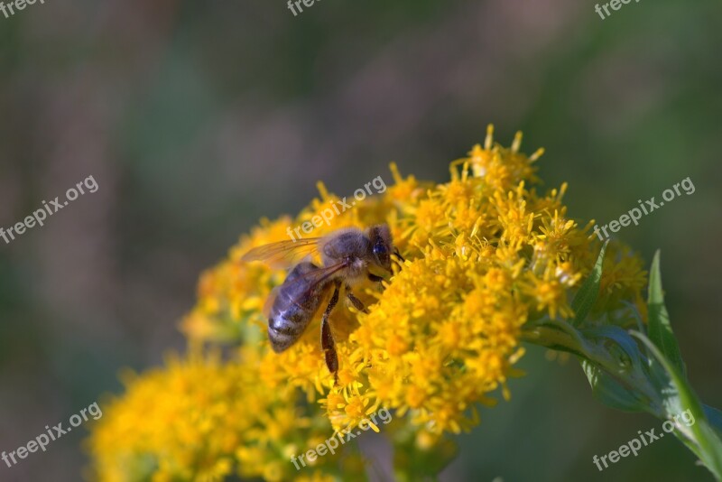 Yellow Flowers Flowers Bee Pollinates Macro