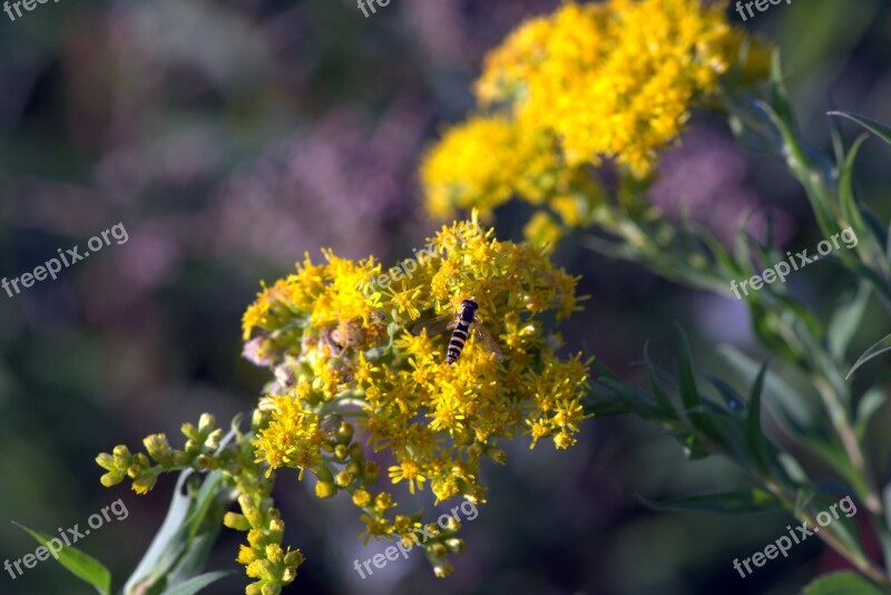 Yellow Flowers Mucha Strips Yellow And Black Herb