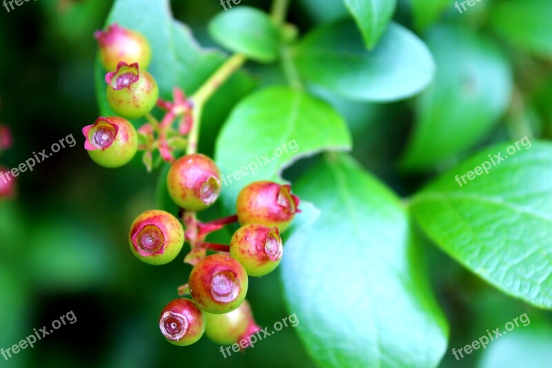 Blueberries Berries Unripe Berries Fruit Green