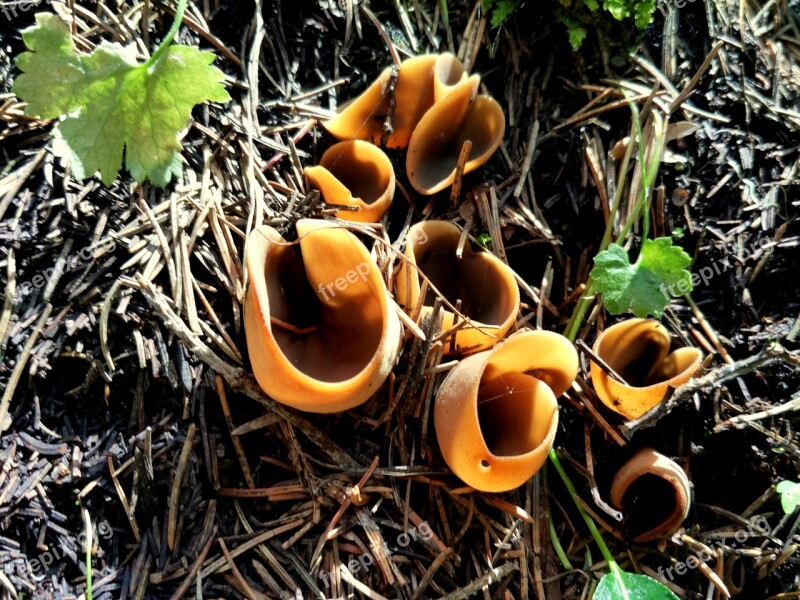 Wild Mushrooms Rain Hillside Forest Grassland