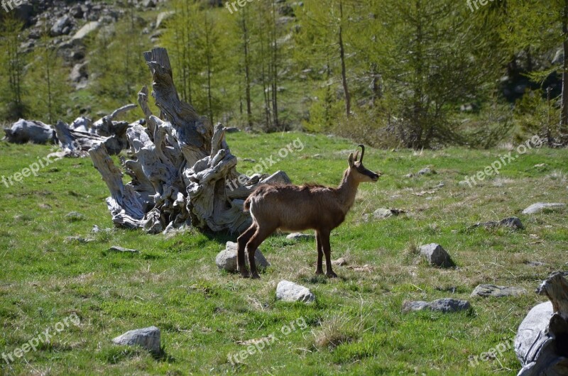 Chamois Wild Animals Wild Animals Mountain