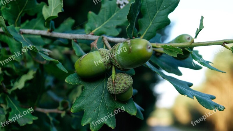 Acorns Oak Tree Nature Outdoor Forest