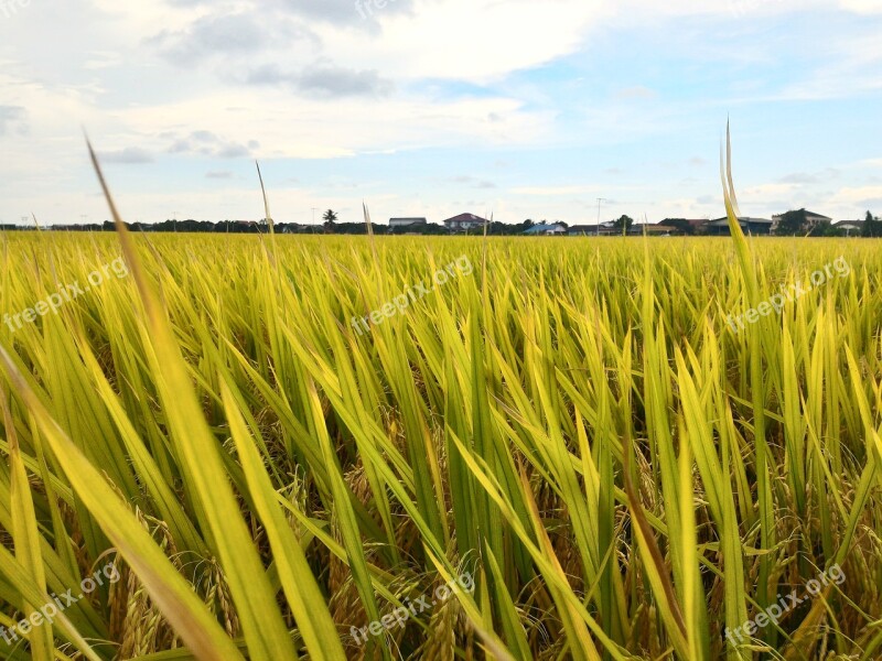 Paddy Field Rice Sky Farm