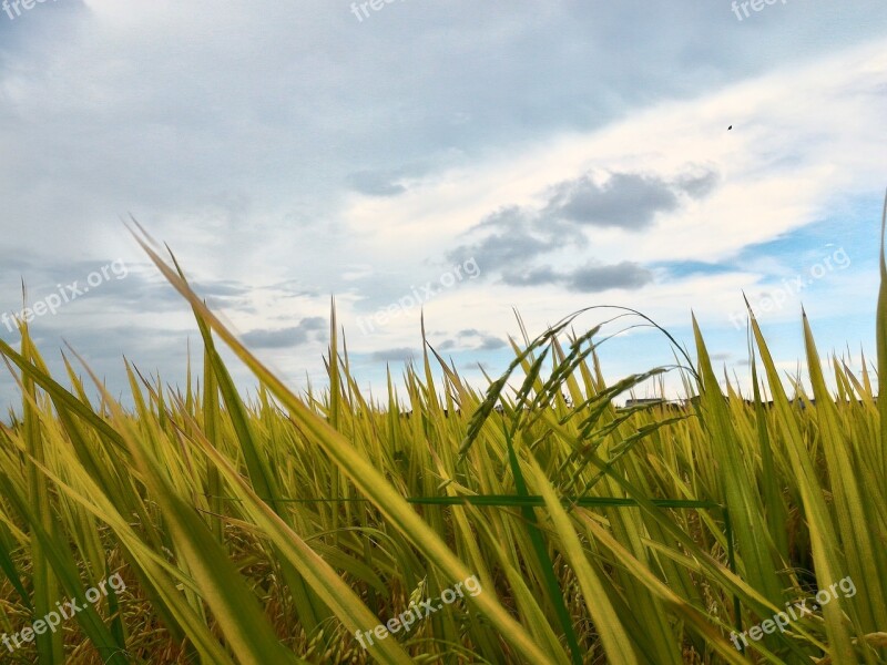 Paddy Field Field Sky Rice Farm